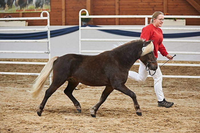 Ginger vom Körler Berg 
