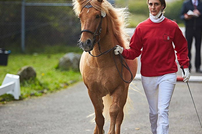 Kaspar frá Steinnesi  wurde mit der  Siegerschärpe der Isländer belohnt