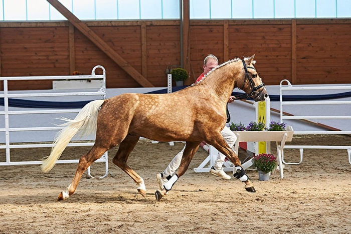 Koetsiershoeve Dancing Gold 