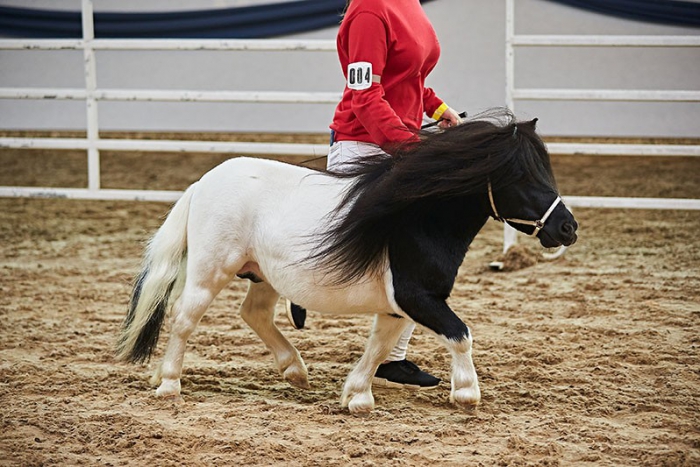 Lucifer Morningstar vom Fürstenhof, gekört und prämiert