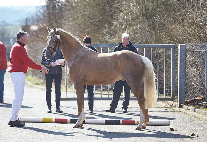 4. Prämiert wurde auch der großrahmige Reitponyhengst Sentinal der Besitzerin Alena Kempkens