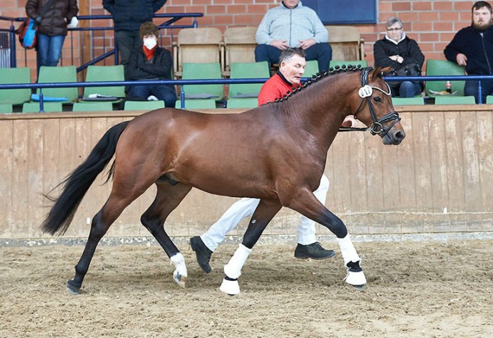 1. Siegerhengst D'Exotic GS aus der Rasse Deutsches Reitpony
