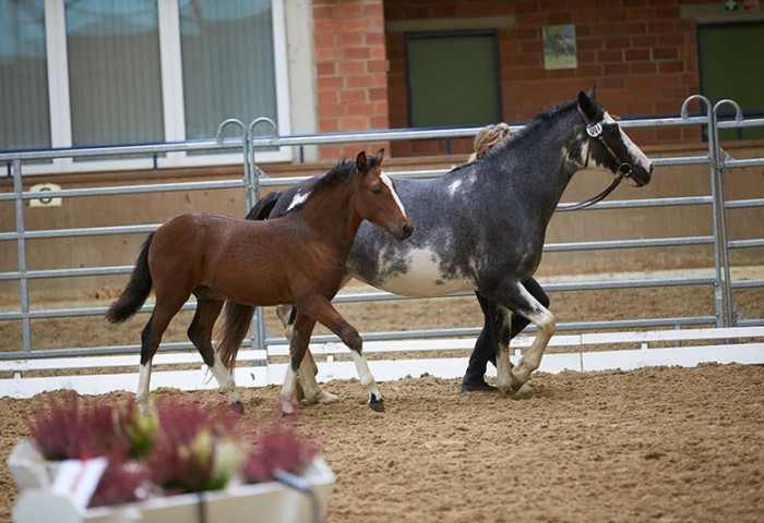 Kat-Nr.-7-mit-Fohlen