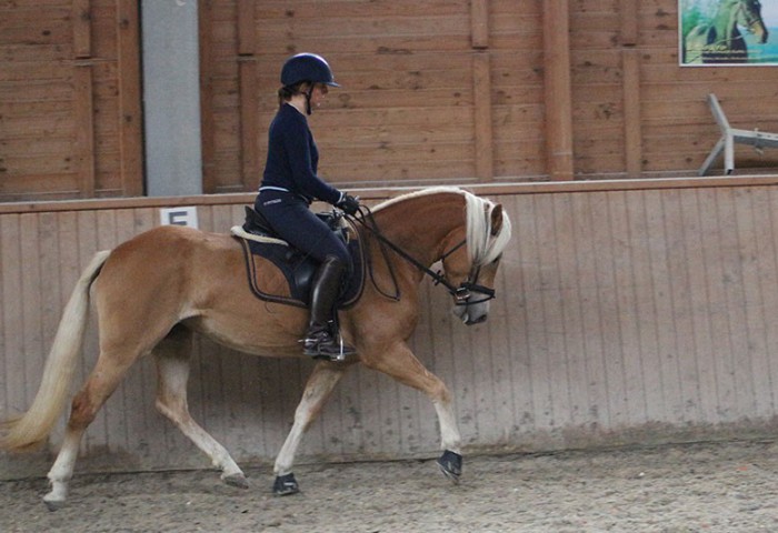 Maritta unter dem Sattel von Fremdreiterin Heike Schäfer