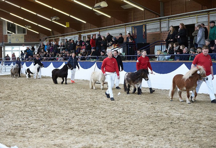 Großes Zuschauerinteresse bei der letzten Körung im Pferdezentrum