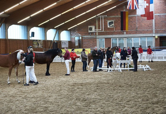 Parade der Anerkennungshengste