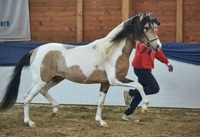 Scaramouche Magic (Pasopferd)