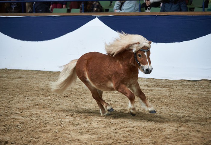 Schalenburgs Baghira