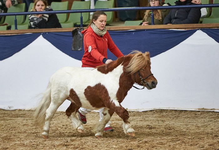Steinburgs Talismann (Shetlandpony-unter-87-cm)