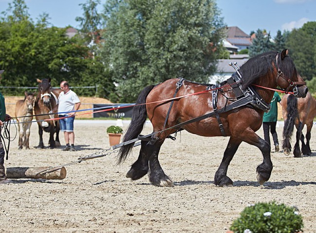 2023MueckePonyJub0147