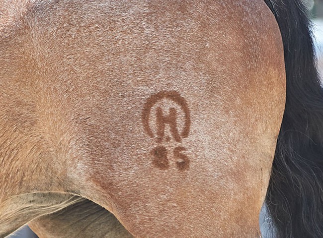 2023MueckePonyJub0151