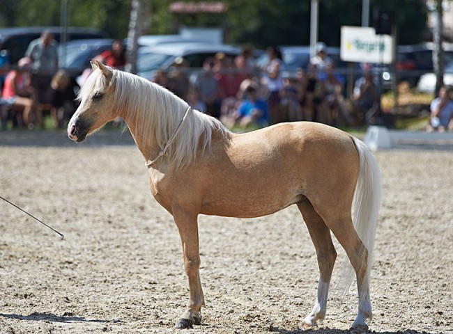 2023MueckePonyJub0283