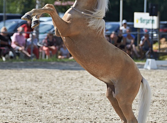 2023MueckePonyJub0285