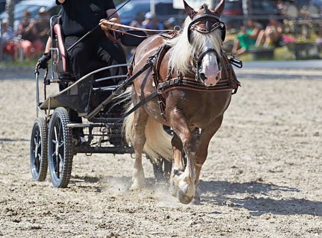 2023MueckePonyJub0302