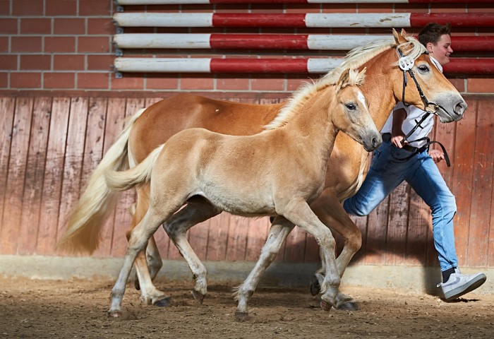 Peaches Stutfohlen Edelbluthafliner 