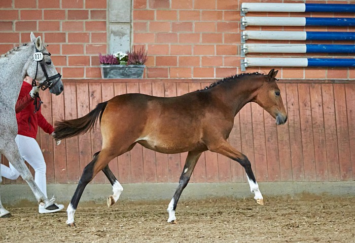 SM Bright Princess  Deutsches Reitpony  ZG Metzig