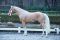 Chester M Dt Reitpony