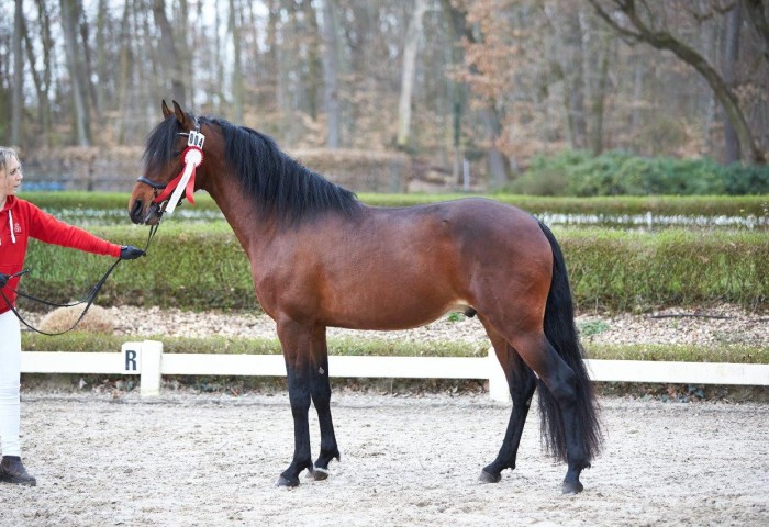 Sancho vom Kreiswald Mangalargar Marchador