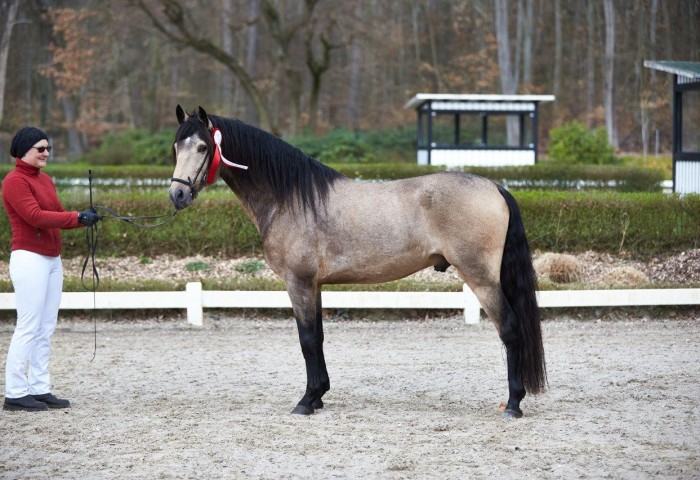 Siegerhengst der Körung  - Paso Iberoamerikano Amber de Monte