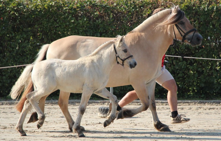 1b  n.n.Stutfohlen1b  ohne Namen 