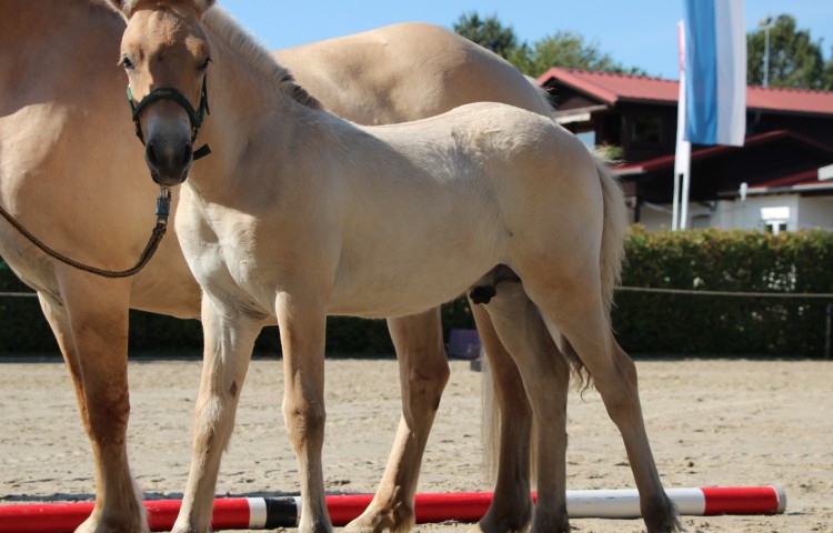 2a Vito Siegerhengstfohlen_Vito_45 angpasst