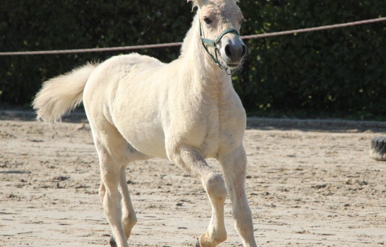 2b Dyli_Hengstfohlen1b