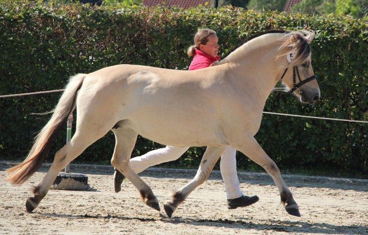 4a  Lyria GesamtReservesiegerstute_Lyria_57(1a-5-7jährig)