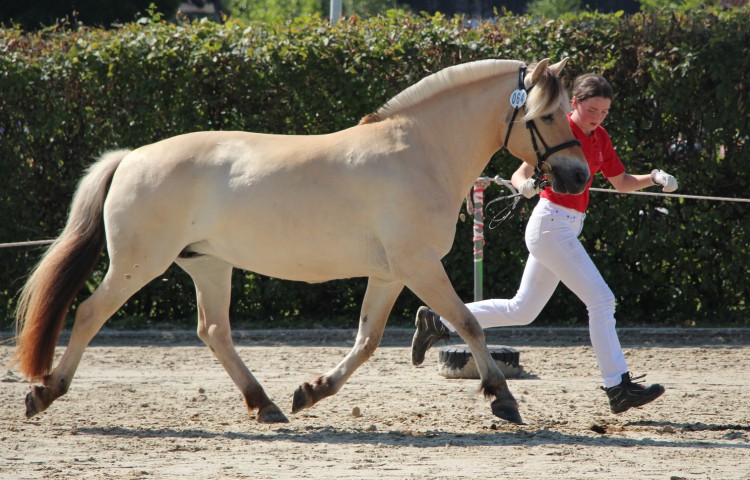 5a  Anike  Gesamtsiegerstute_Anike_64(1a 8-10jährig)