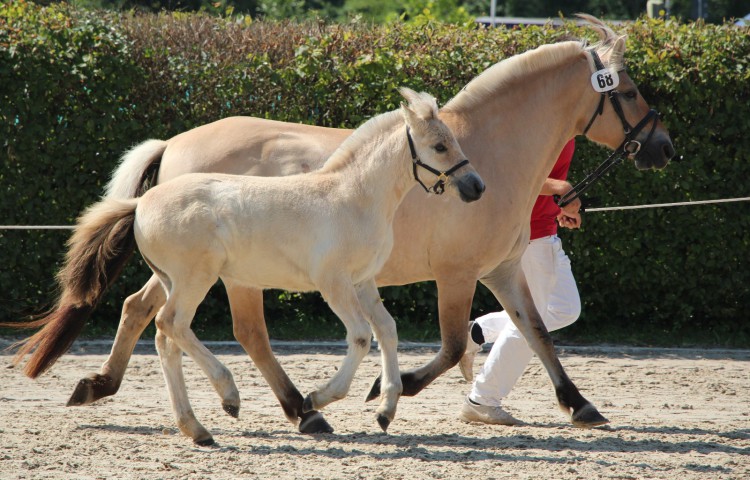 6a  Leika 1a (11 und älter) mit Fohlen bei Fuß 