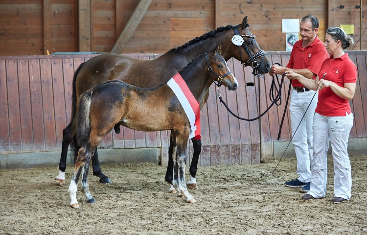 Diamond Power (Deutsches Reitpony) ZG Franz, Laubach