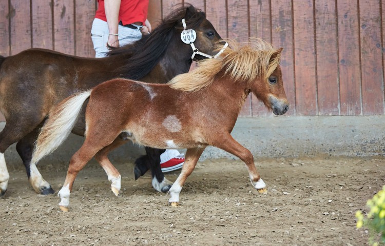 Dorosalas Yasper Shetland U 87 Züchter Anja Koch, Brake