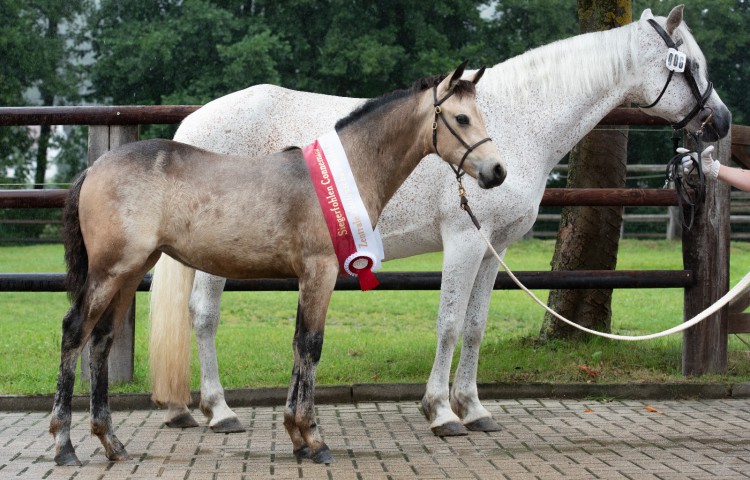 Glaskopf Gentle Rhaelynn  (Connemara) Z Sophie Bachmann, Glashüttten