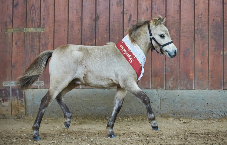 Kaleo vom Körler Berg  Deutsches Classic Pony