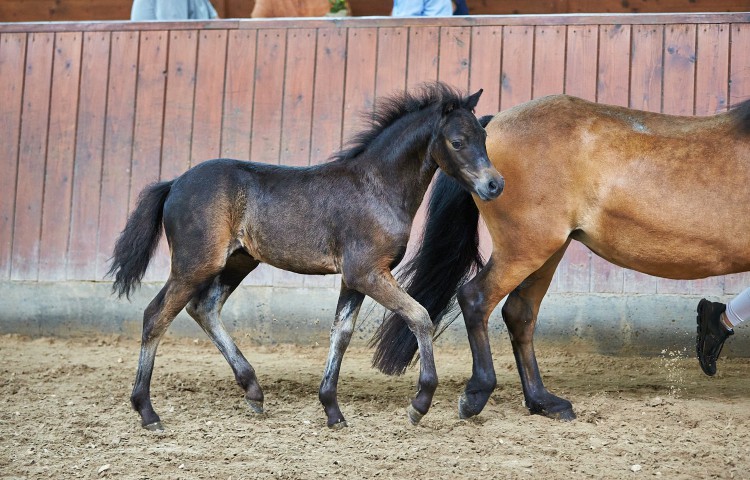 Sieger Dartmoor Züchter Stefan Katzmann