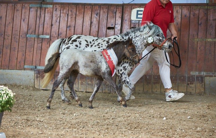 Sieger Deutsches Part-Berd Shetland  Lendorfs Kiba