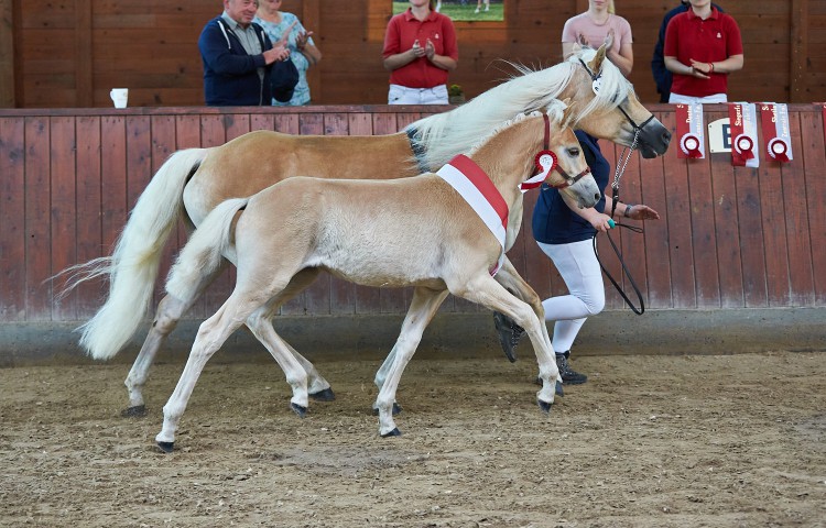 Haflinger Ambiente  Züchter Bernd Kothe, Staufenberg