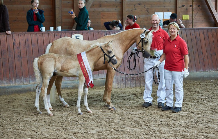 Tequilla Joe  Welsh B  Z Alexander und Katja Berghof, Obertiefenbach
