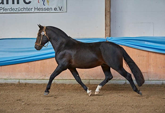 Prämienhengst der Rasse Criollo