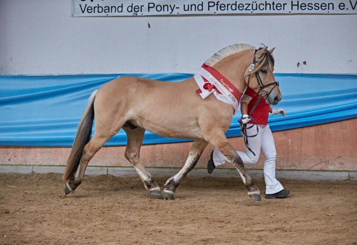 Siegerhengst und Rassesieger VINCENT