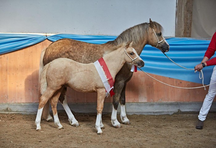  Siegerfohlen Welsh