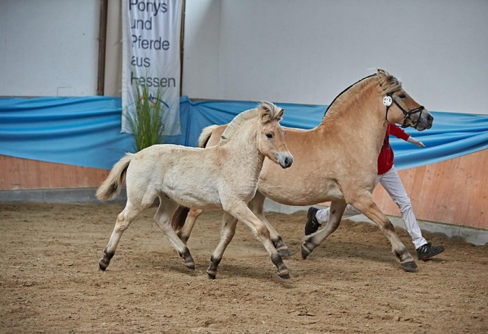 Godewind Fjordfohlen