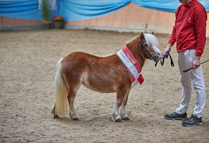 Voice aus dem Rehbachtal Shetland U 87cm