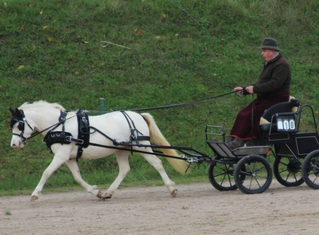 Goldberg's Cherry Blossum im Fremdfahrtest mit Andreas Müller