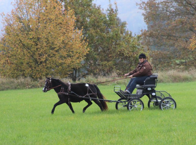 Happy's Mayfleures mit Monika Prinz im Gelände