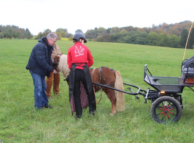 Merlin beim Anspannen