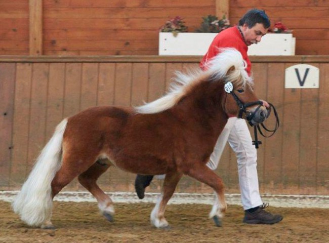 Whisky vom Eichenhof-Prämienhengst