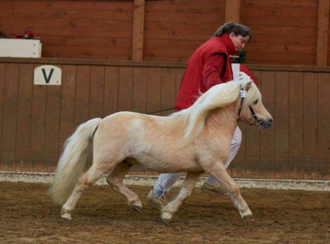Willi Weitblick- Prämienhengst
