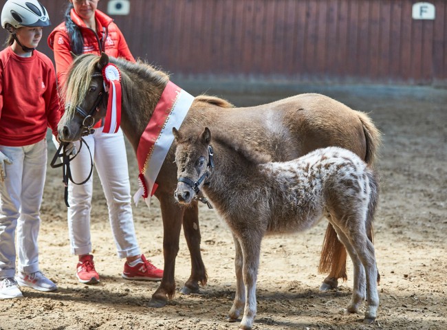 Beste Stute Deutsches Part Bred Shetland