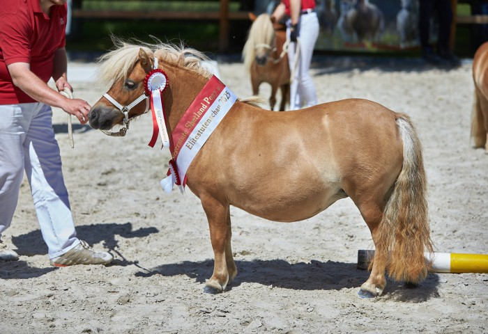 Siegerstute Shetty U87cm