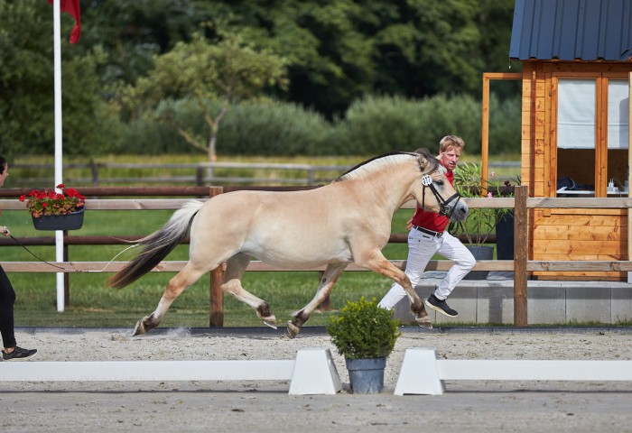 Fjord Siegerstute im Trab